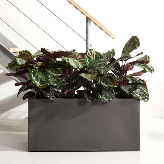 Korbmarante 'Medaillon' - Calathea medaillon - Zimmerpflanzen