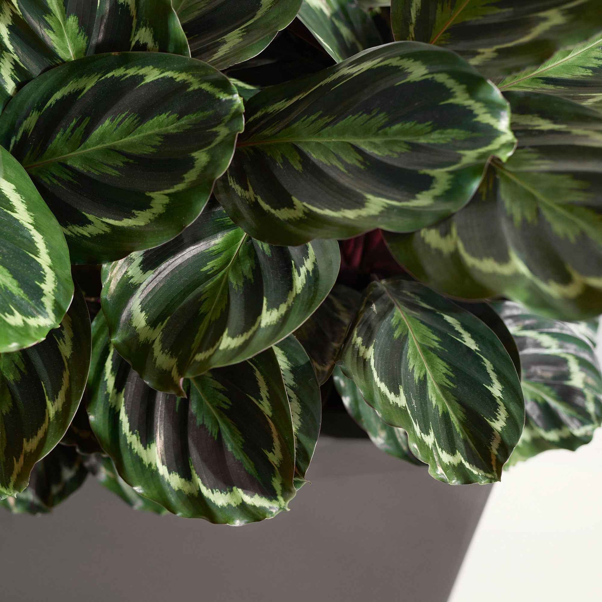 Korbmarante 'Medaillon' - Calathea medaillon - Nach Sorten