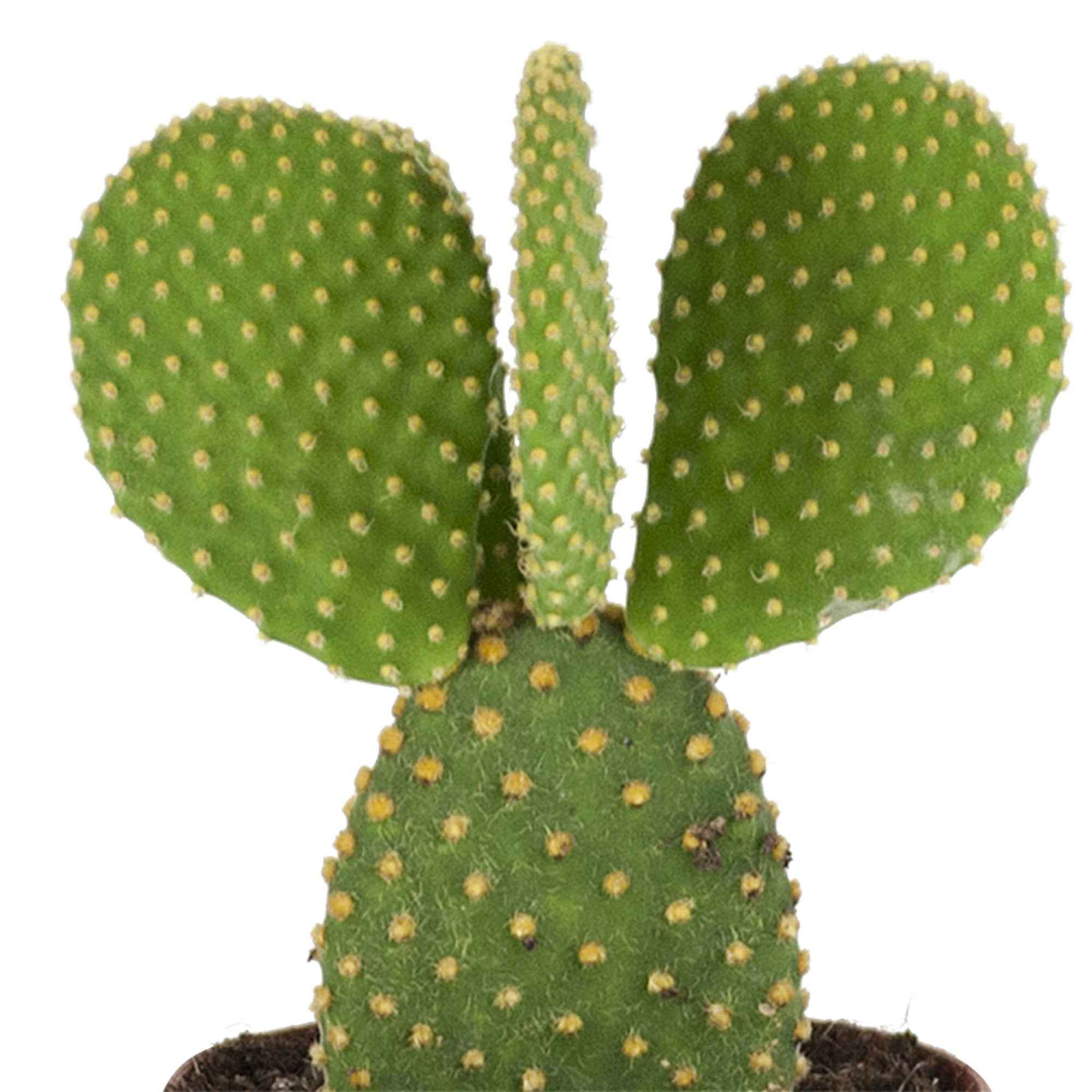 hasenohr kaktus pflege Hasenohrenkaktus - Opuntia microdasys