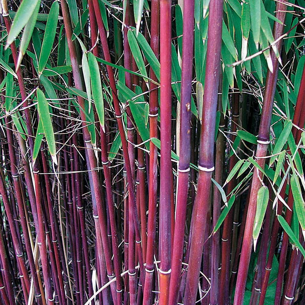 Horstbambus 'Asian Wonder'