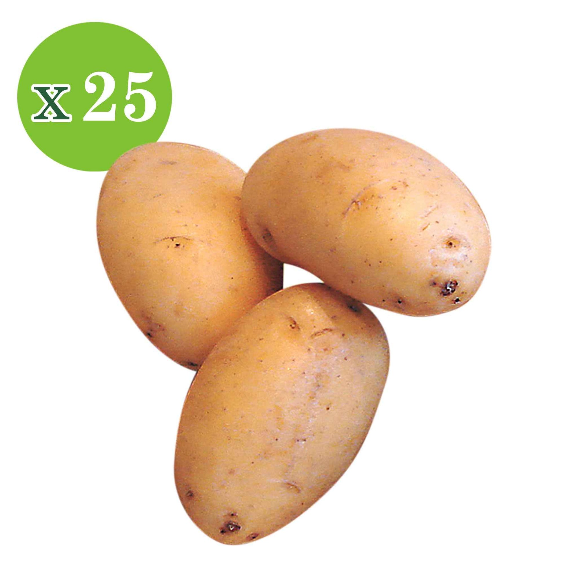 Kartoffel 'Nicola' (x25) - Solanum tuberosum 'nicola' - Gemüse
