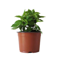 Bauernhortensie 'Miss Saori'® - Hydrangea macrophylla miss saori (h2002) - Hortensien