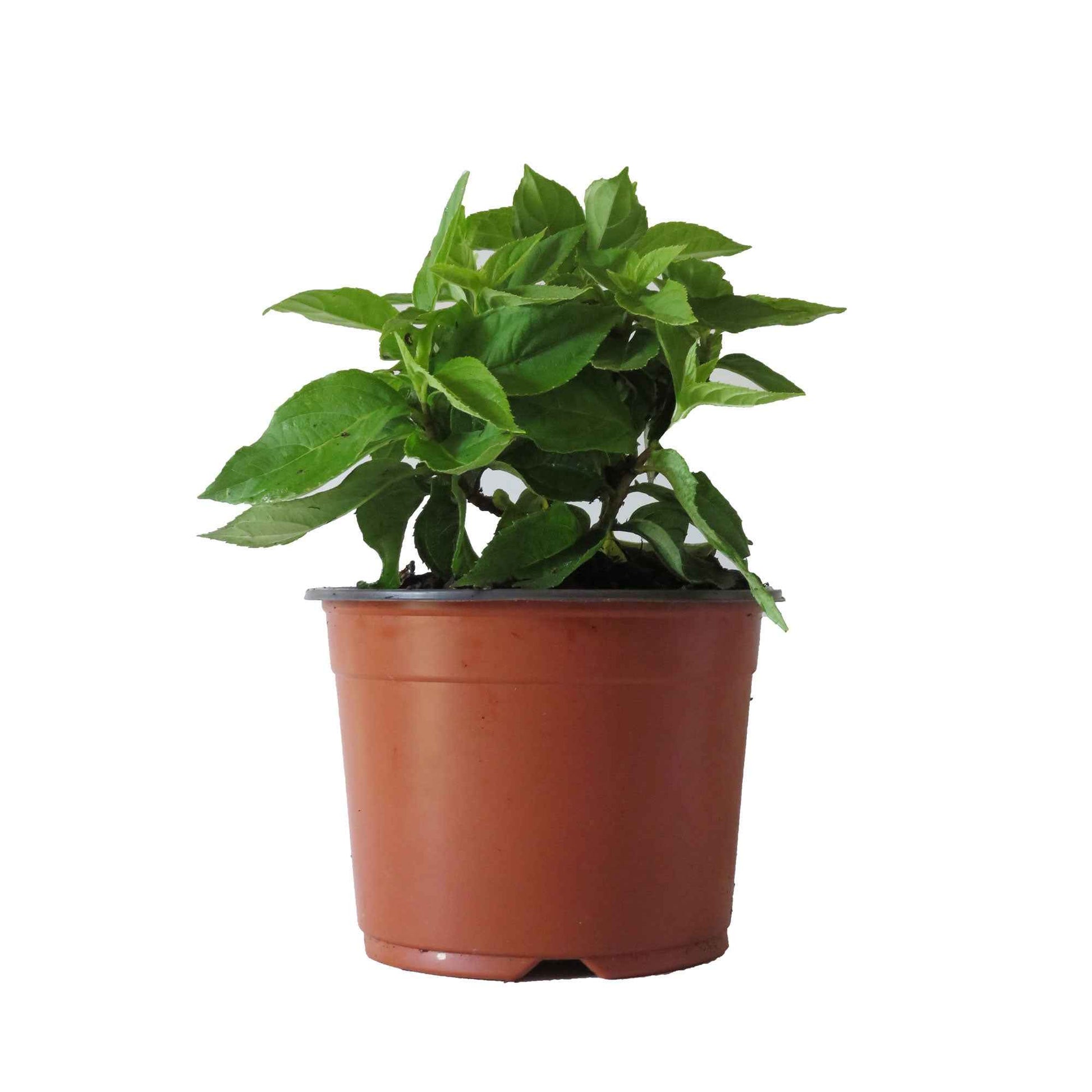 Bauernhortensie 'Miss Saori'® - Hydrangea macrophylla miss saori (h2002) - Hortensien