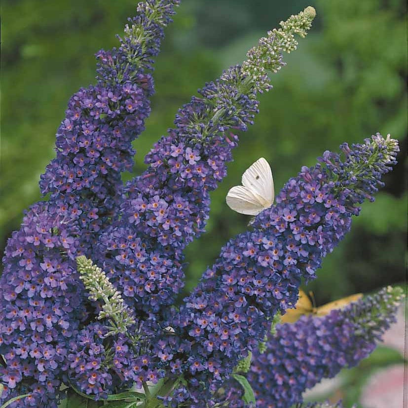 Schmetterlingsflieder - Buddleja davidii empire blue