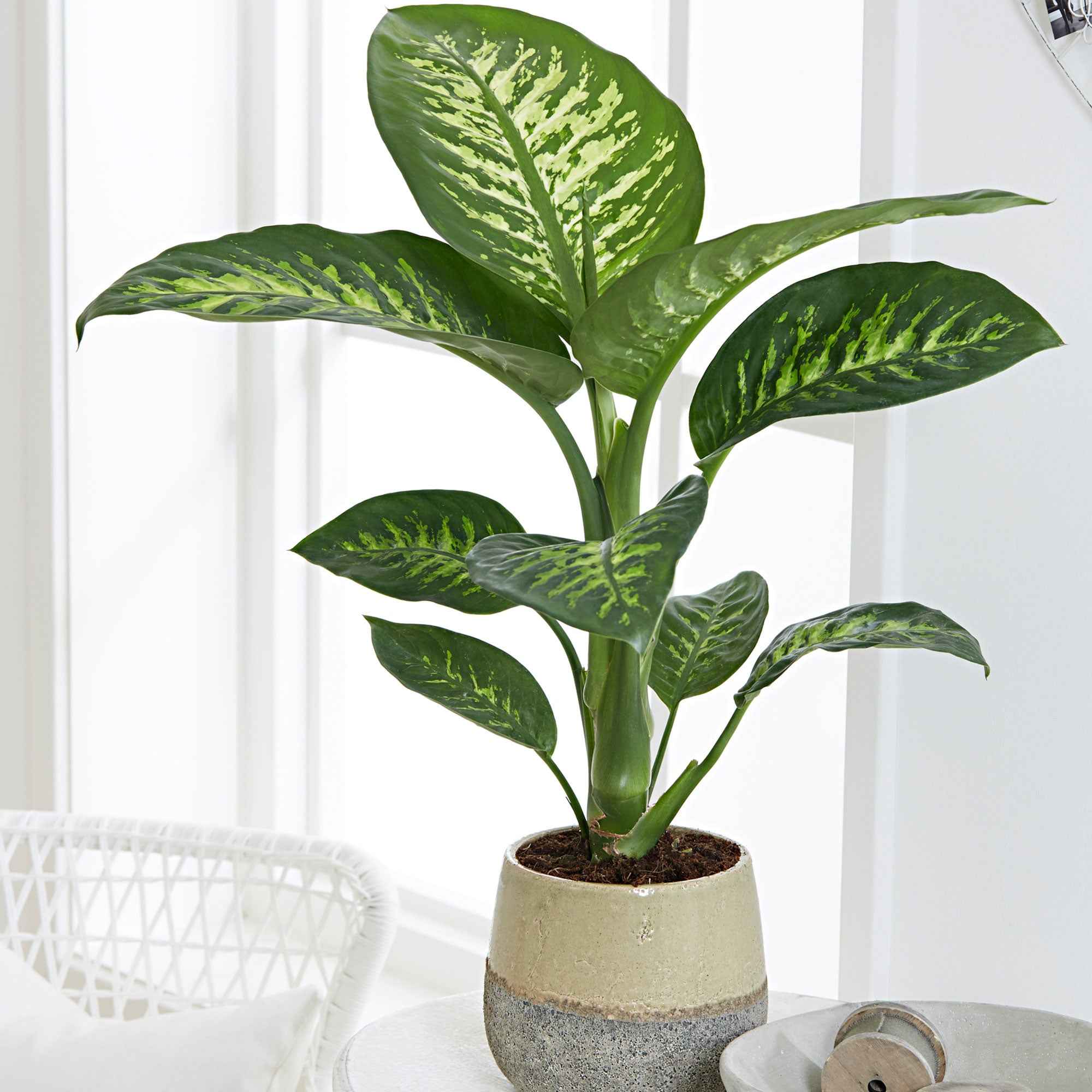 dieffenbachia größe Dieffenbachie 'Tropic Snow' - Dieffenbachia tropic snow