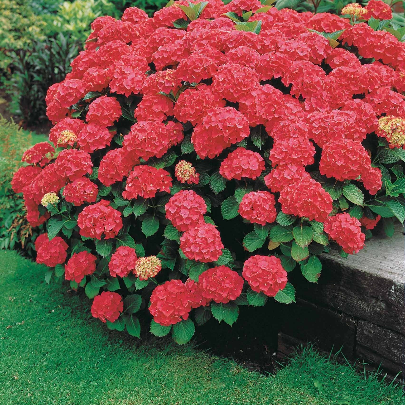 Bauernhortensie macrophylla Rot