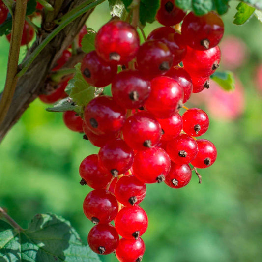 Johannisbeere 'Jonkheer van Tets' - Ribus rubrum jonkheer van tets - Obst