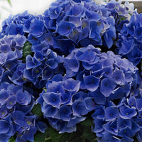 Bauernhortensie 'Blue Boogie Woogie' - Hydrangea macrophylla 'blue boogie woogie' - Pflanzensorten