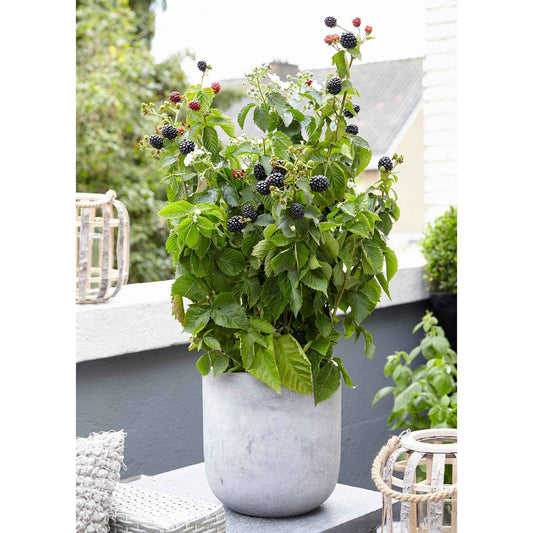 Zwerg-Brombeere Rubus 'Little Black Prince' Schwarz - Bio - Winterhart - Bakker