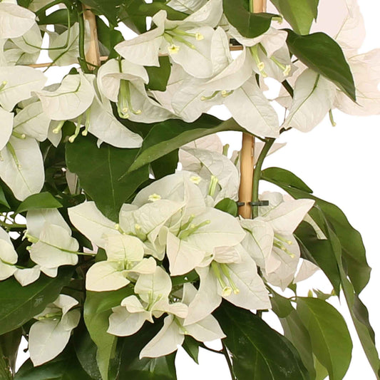 Drillingsblume 'White Cascade' - Bakker