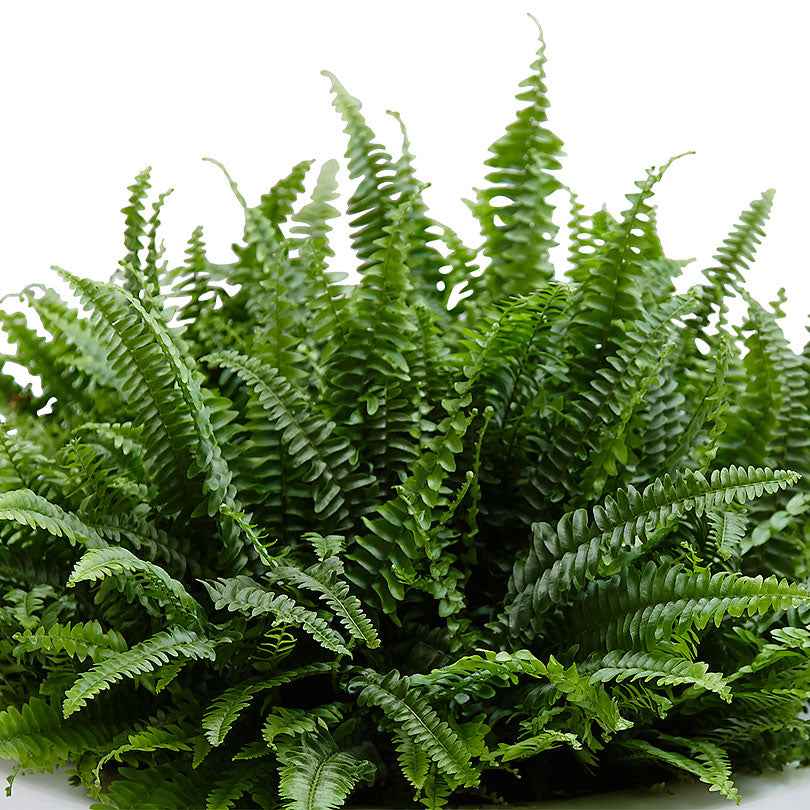 Schwertfarn Nephrolepis 'Green Lady' - Nephrolepis exaltata 'Green Lady'