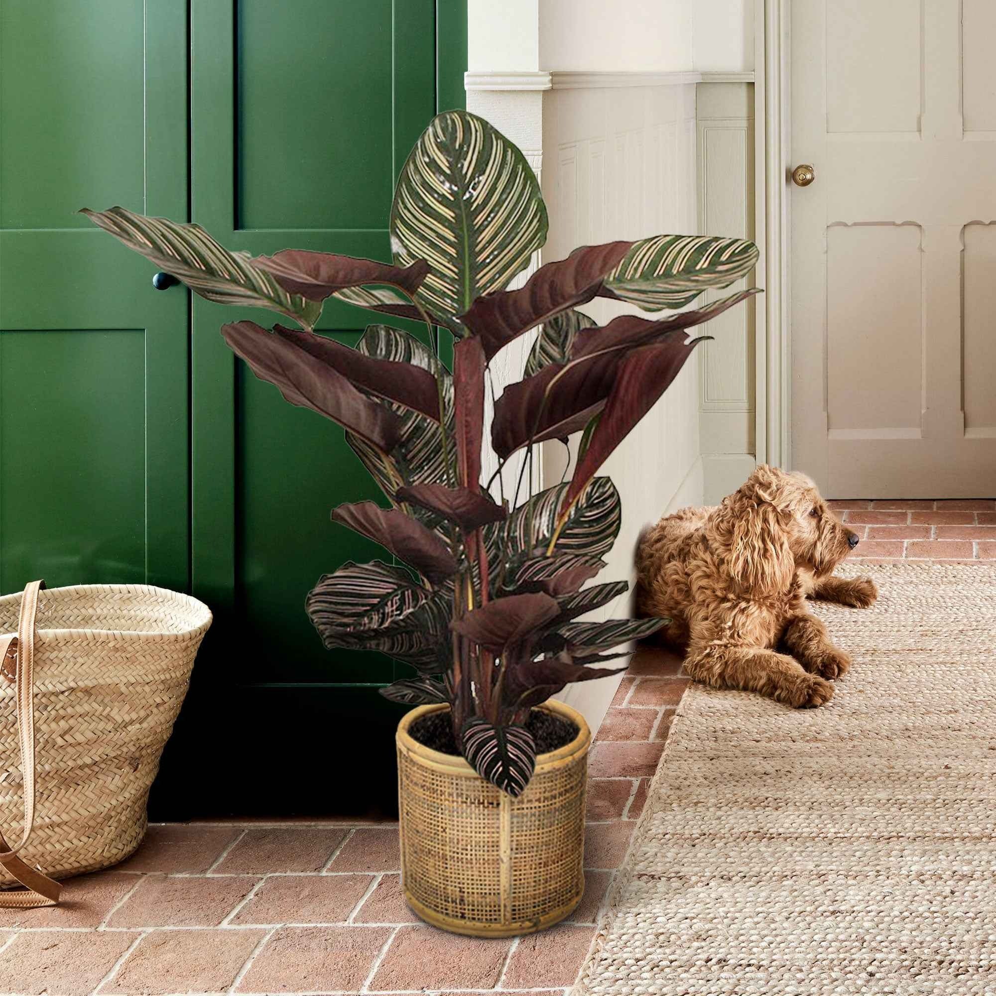 Korbmarante 'Ornata' XL - Calathea ornata