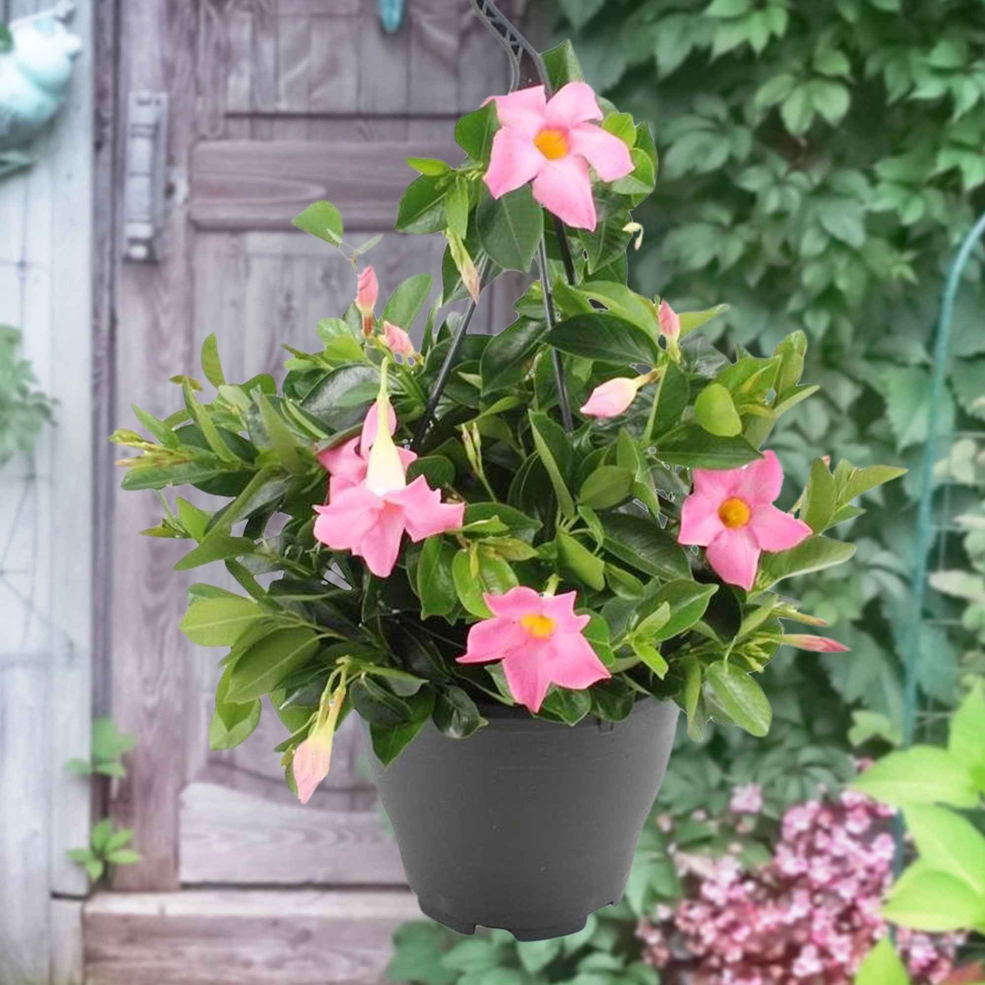Dipladenia rosa - Dipladenia