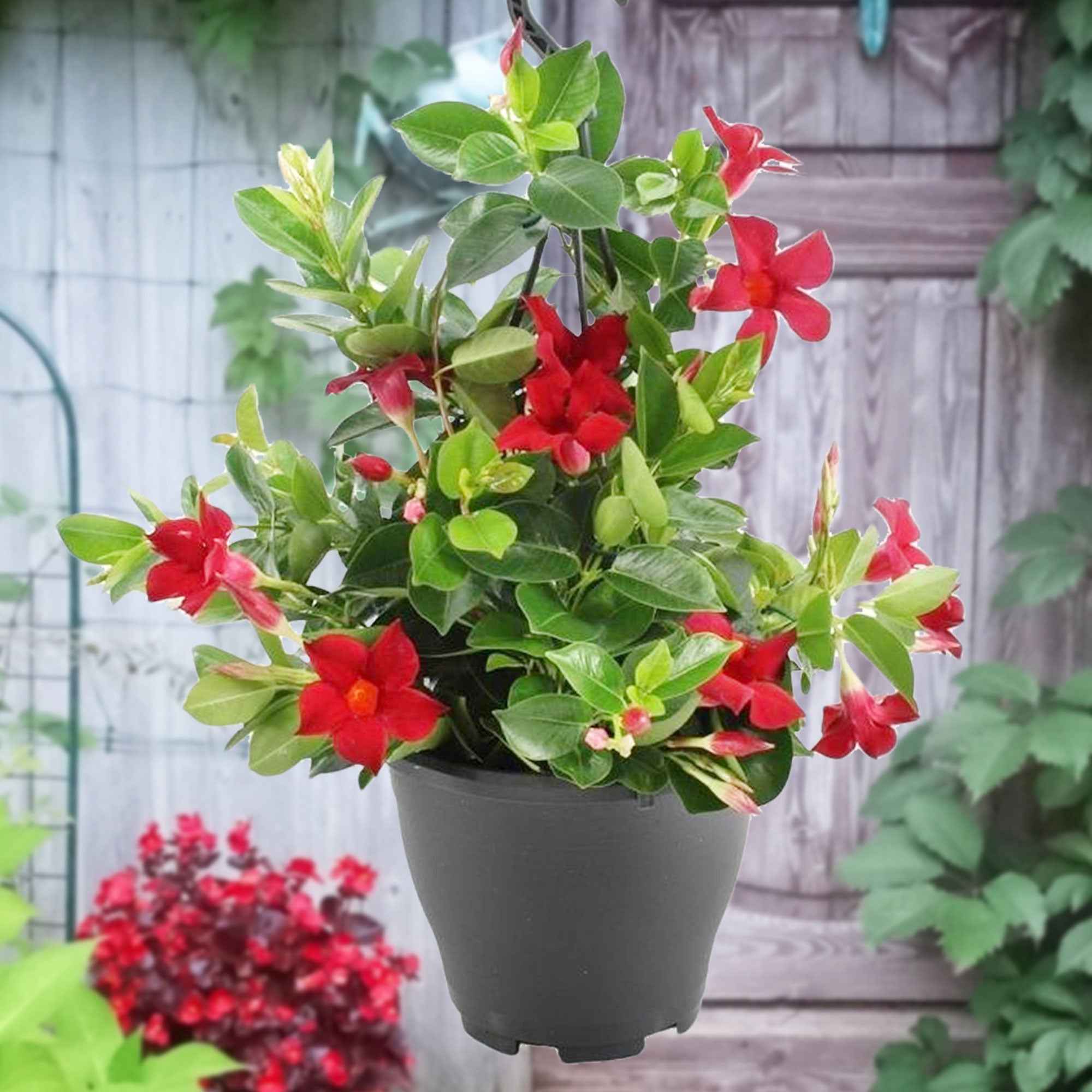 Dipladenia rot - Dipladenia - Mandevilla | Bakker.com
