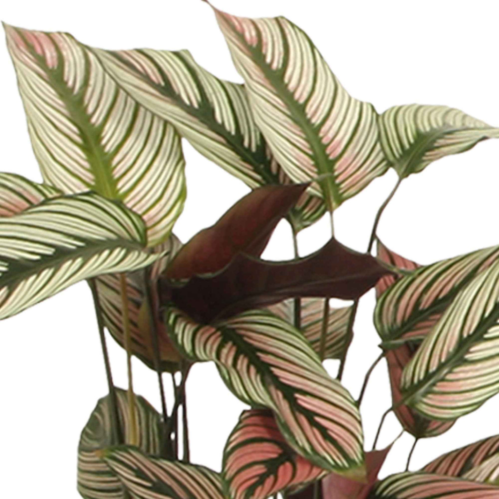 Korbmarante 'White Star' - Calathea white star - Bakker