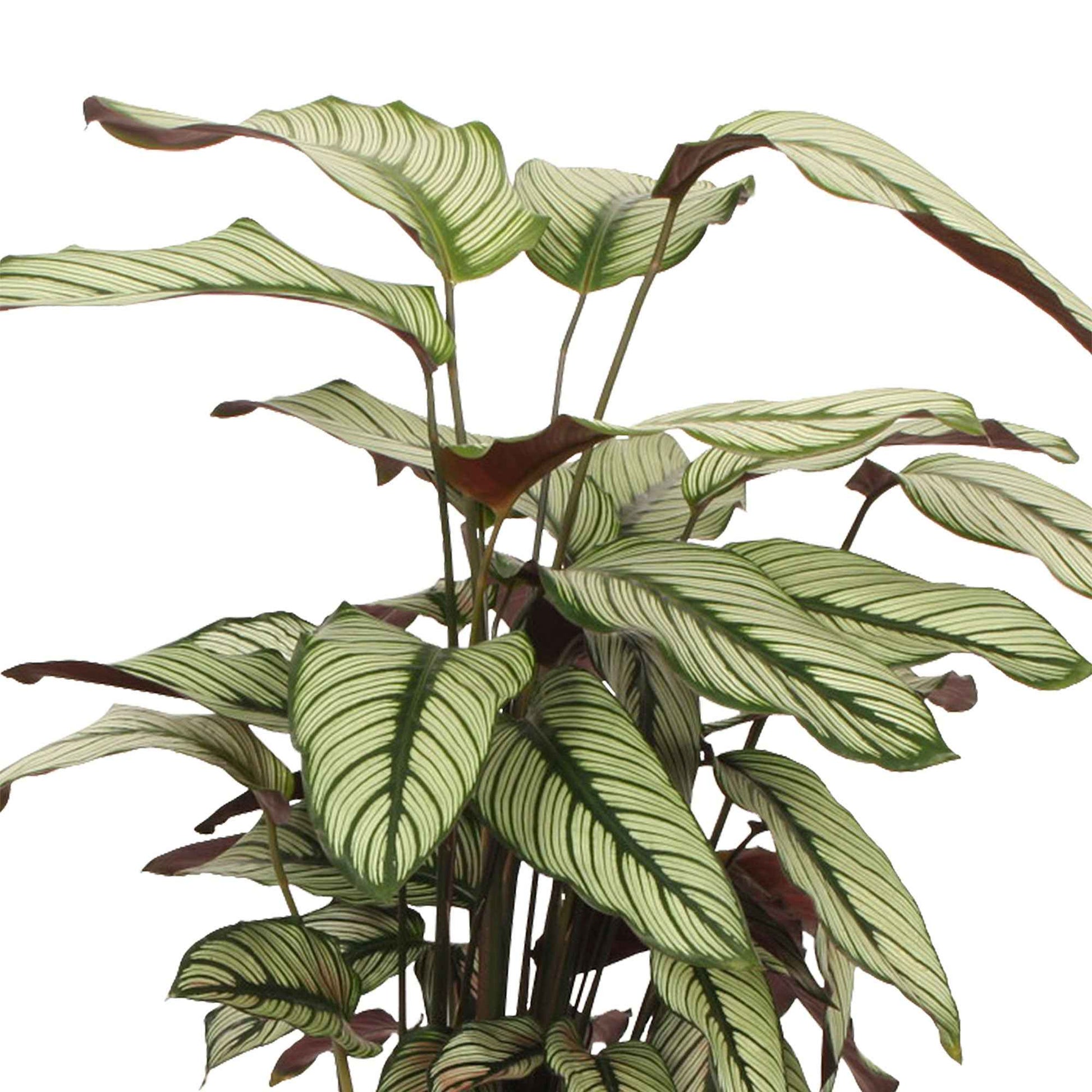 Calathea white star - Korbmarante 'White Star' - Calathea