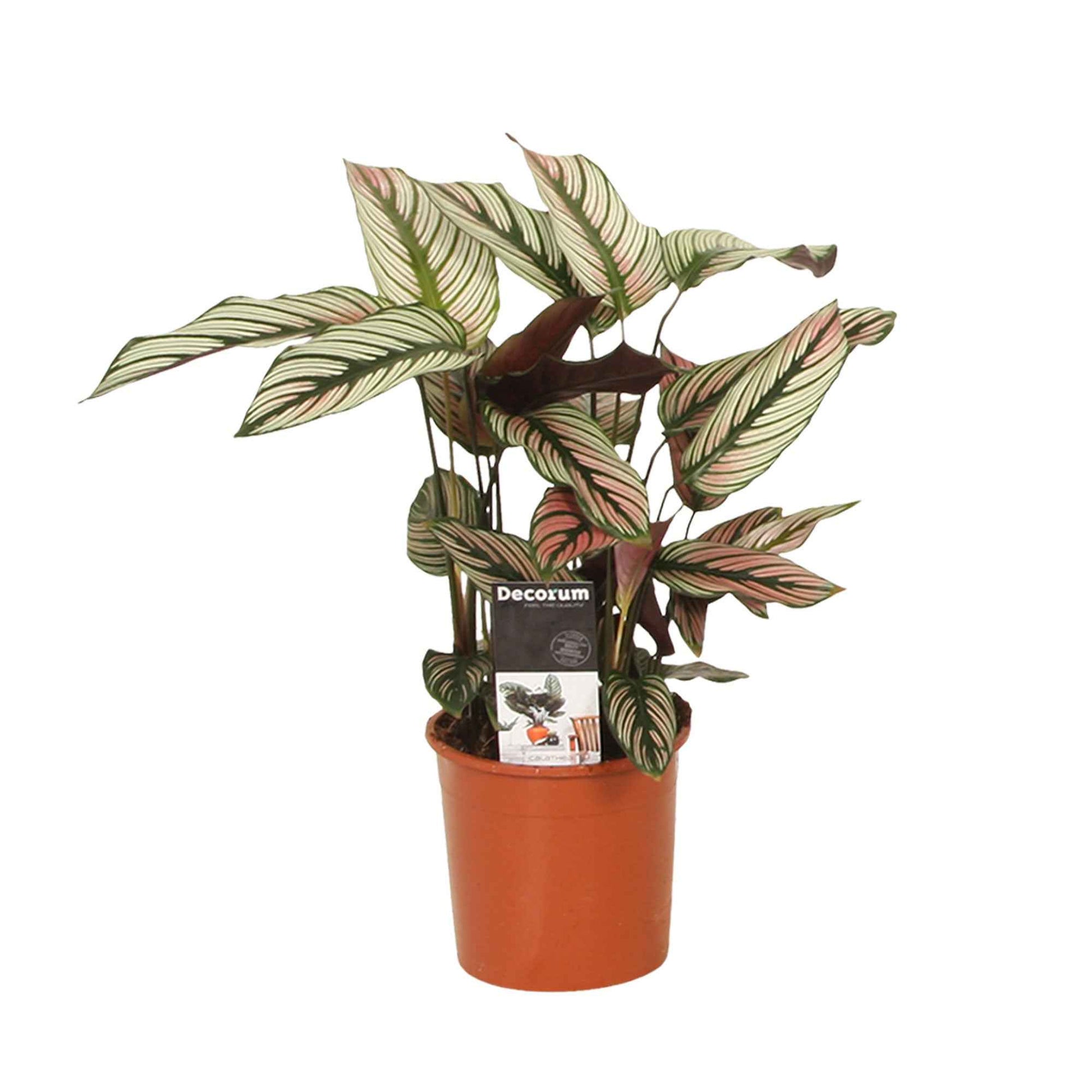 Calathea - Korbmarante 'White Star' - Calathea white star