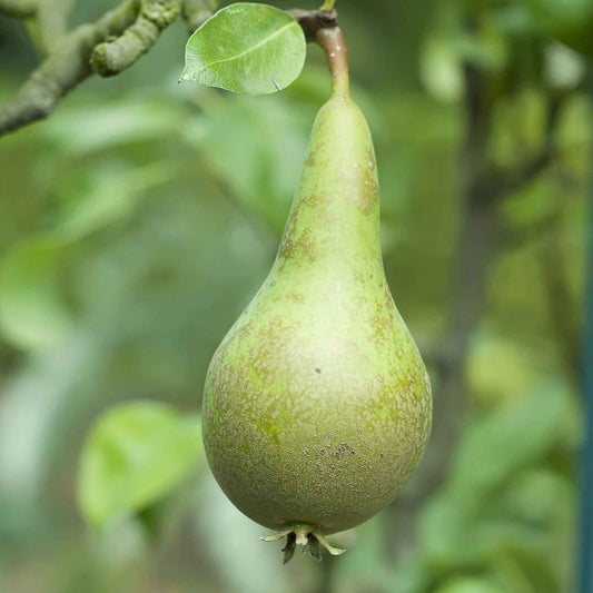 Birnbaum 'Conference' - Pyrus communis conférence - Obst