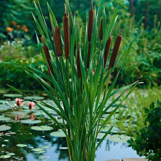 Bakker Schmalblättriger - Typha angustifolia - Teich