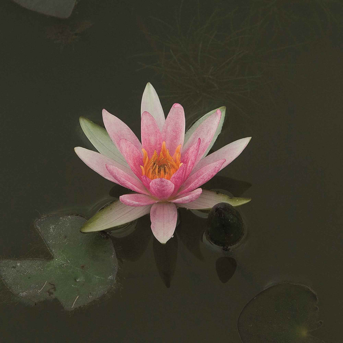 Seerose 'Pygmaea Rubra' - Bakker
