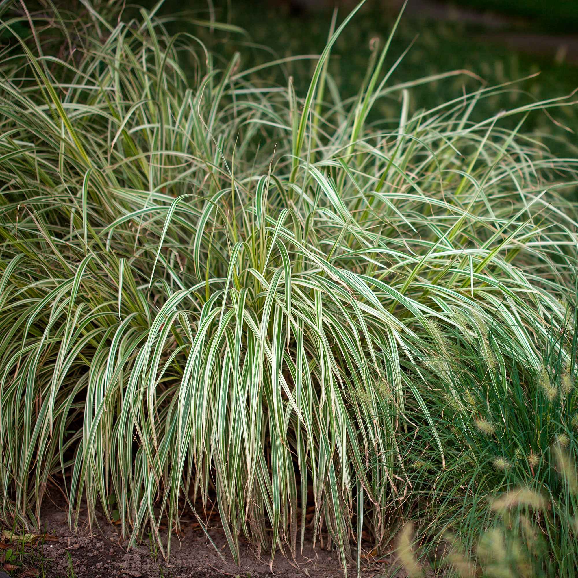 Segge 'Variegata' - Carex morrowii variegata
