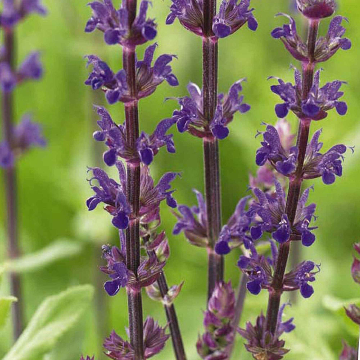Salvia nemorosa caradonna - Steppen Salbei 'Caradonna' - Salbei