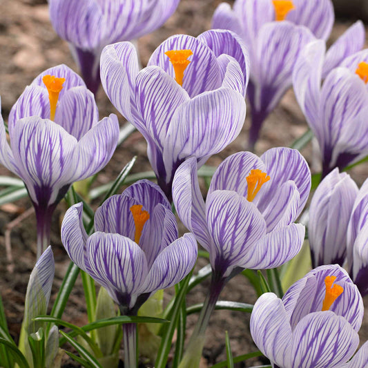 Krokus 'Pickwick' (x15) - Crocus vernus pick wick - Blumenzwiebeln