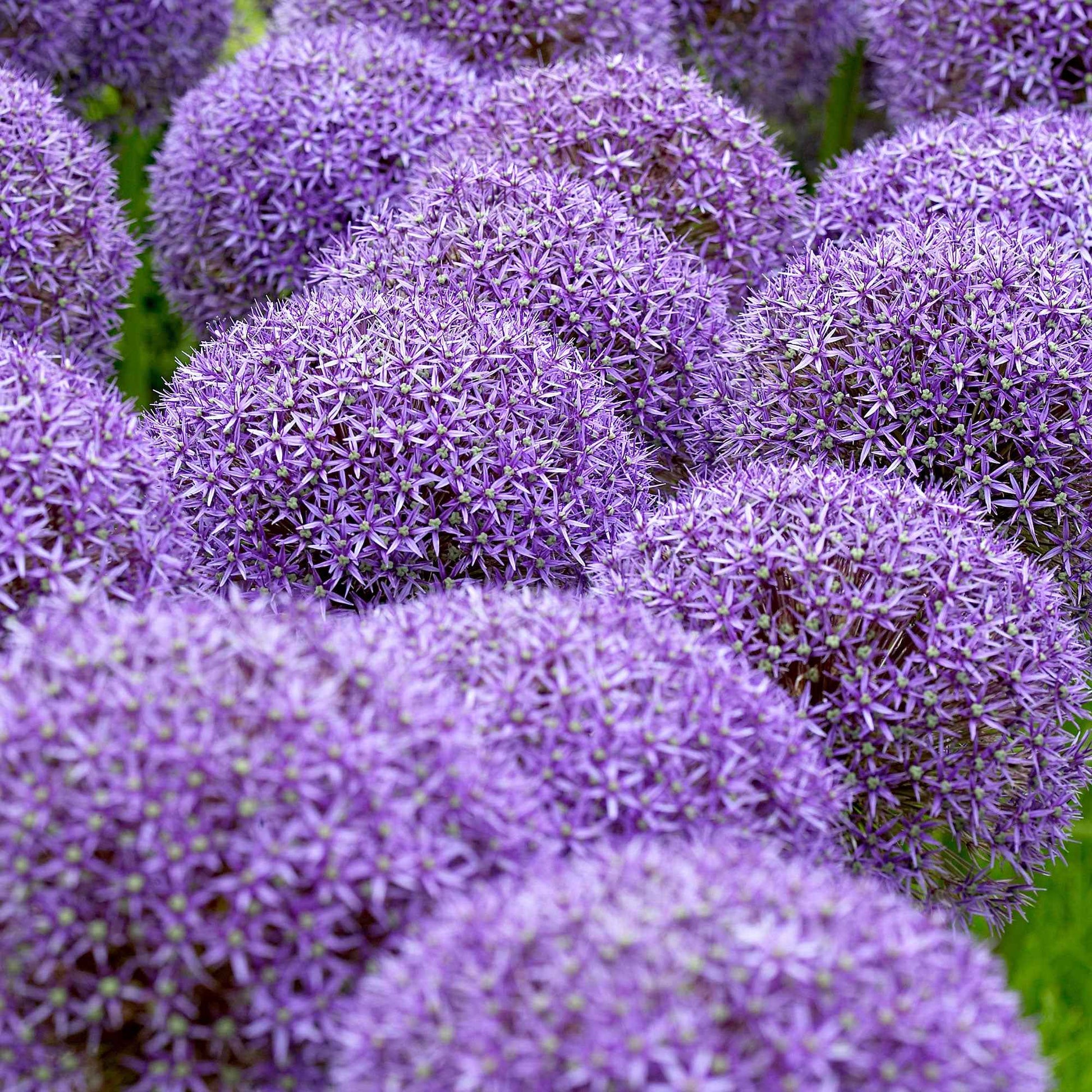 Zierlauch 'Globemaster' (x3) - Allium globemaster - Bakker