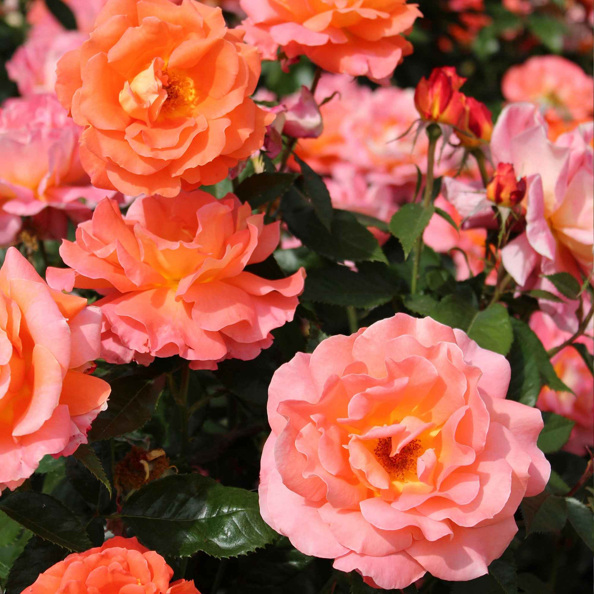 Edelrose 'Augusta Louise' - Rosa augusta louise