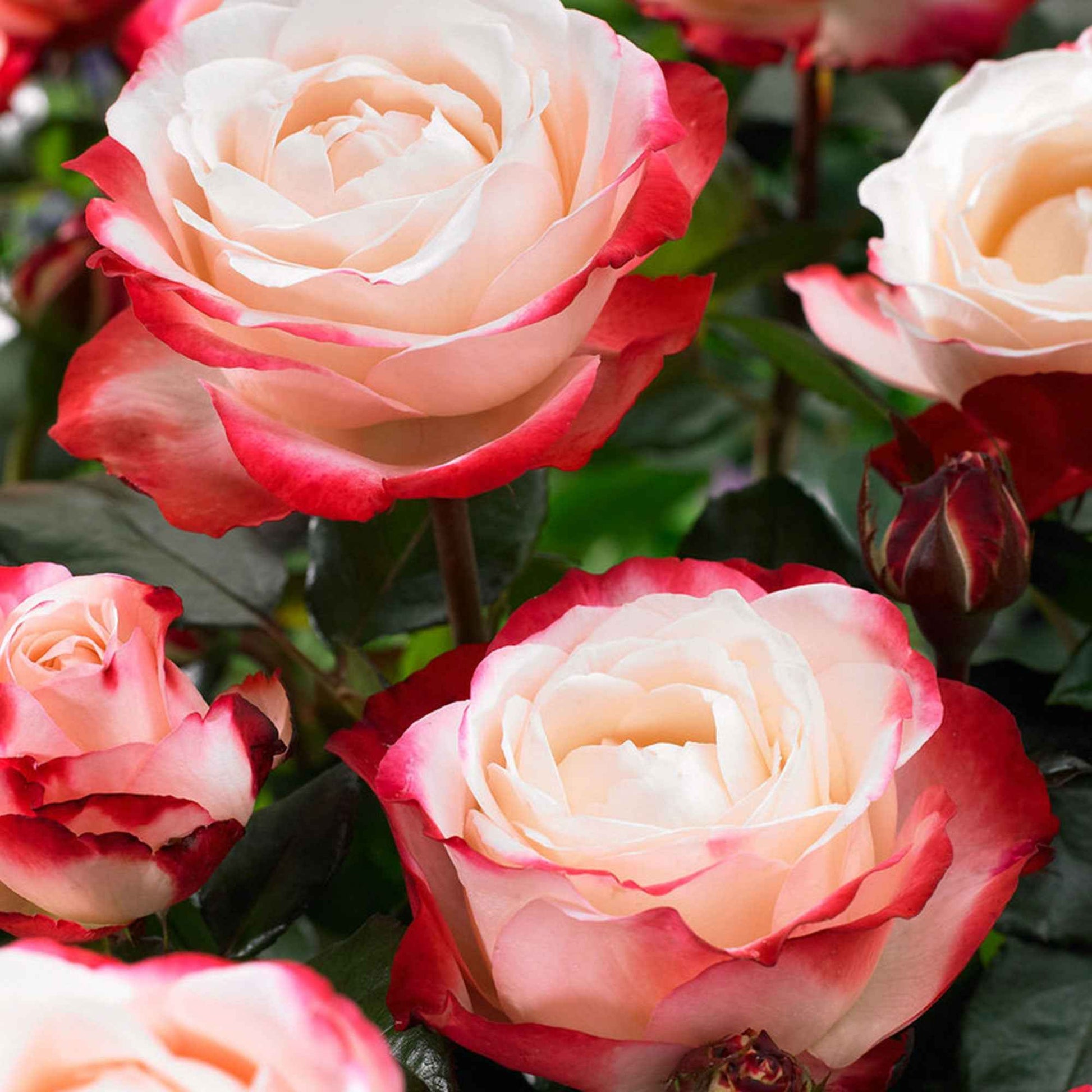 Edelrose 'Nostalgie' - Rosa nostalgie ® - Pflanzensorten