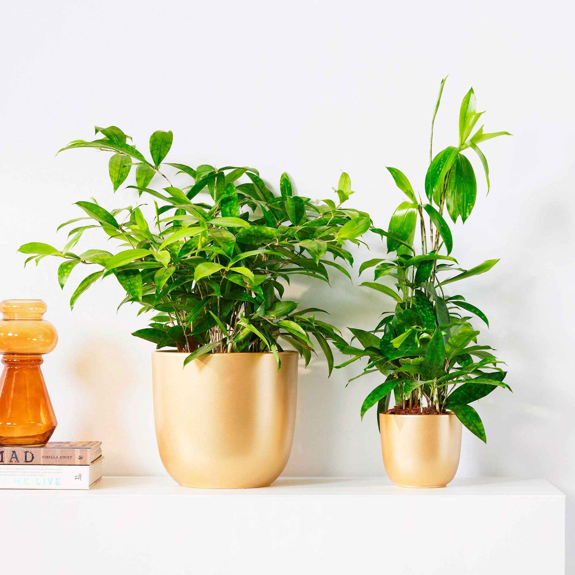 Goldstaubdracaene - Dracaena surculosa