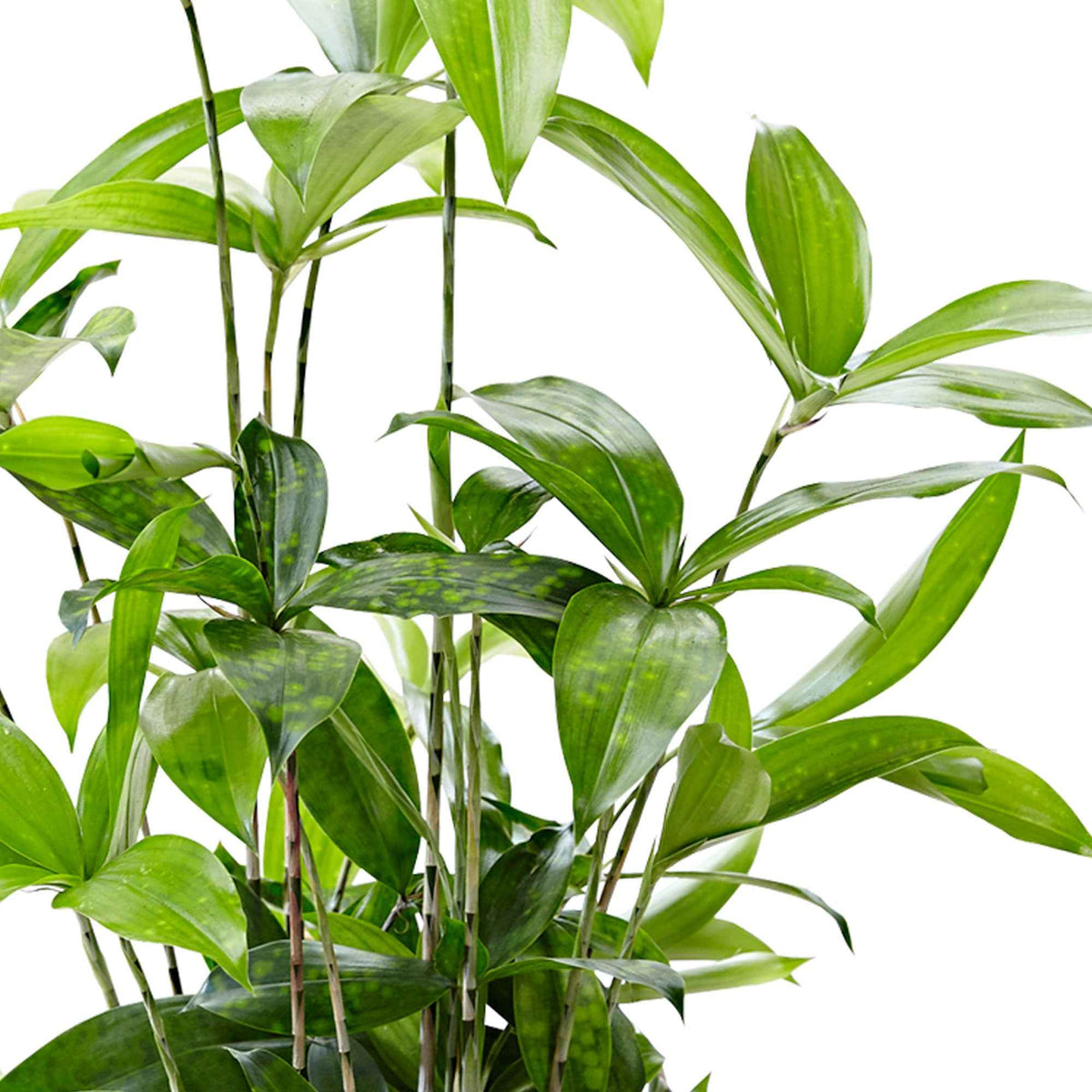 Dracaena surculosa - Goldstaubdracaene - Dracaena