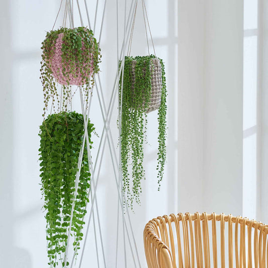 Erbsenpflanze Senecio herreianus - Hängepflanze - Bakker