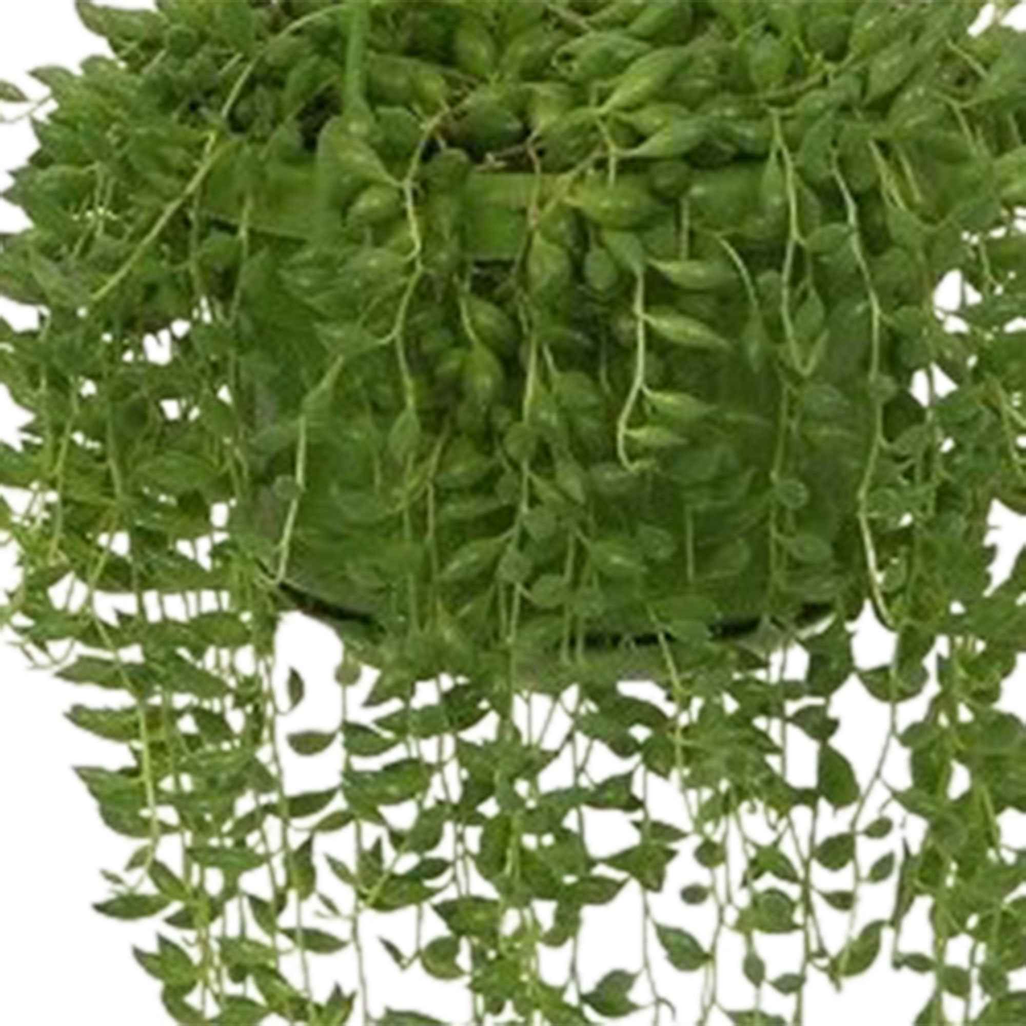 Erbsenpflanze - Senecio herreianus compositae