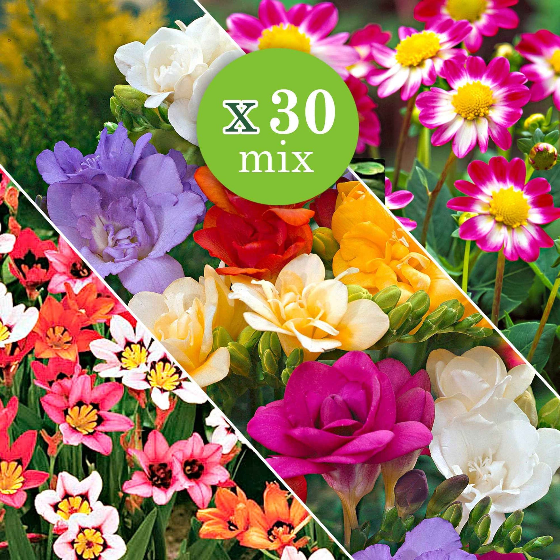 Freesia, sparaxis, dahlia - Blumenzwiebeln Mischung (x30) - Zwiebelpaket für Beete