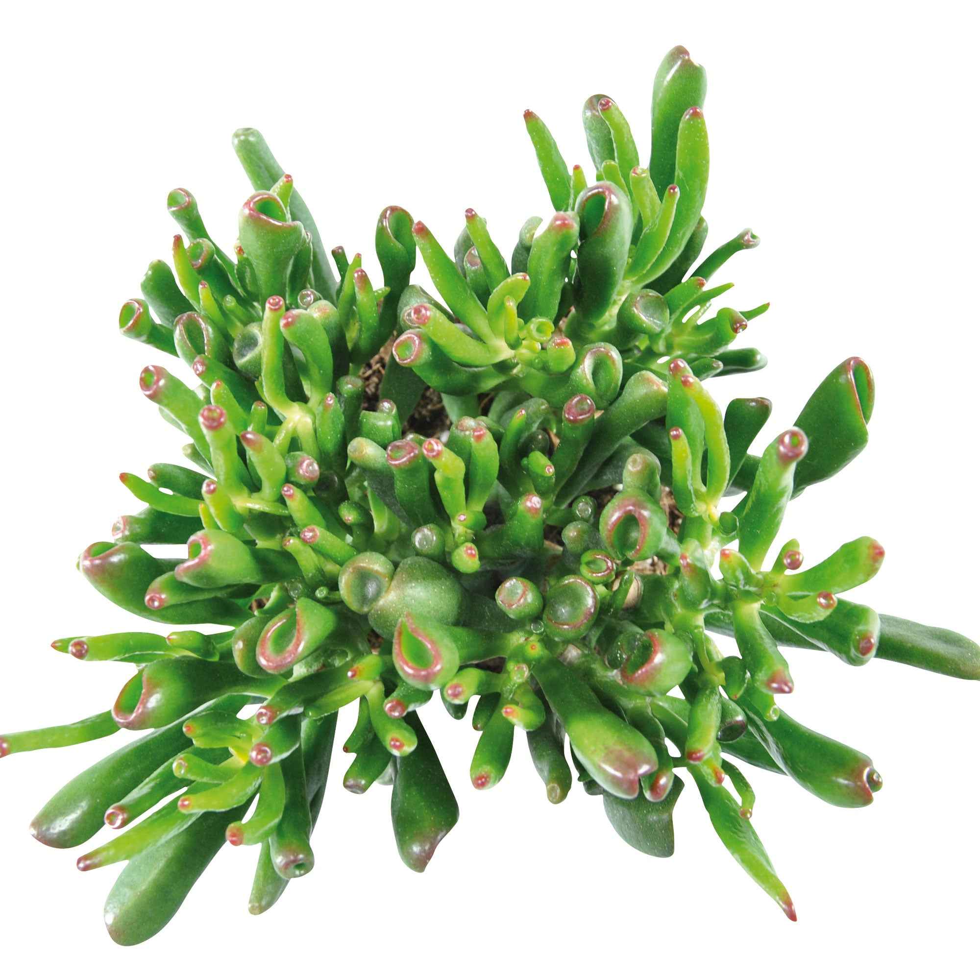 Jadepflanze Echt Geldbaum Crassula Gollum - Pflegeleichte 30-40cm Sukkulente, image size:2000x2000
