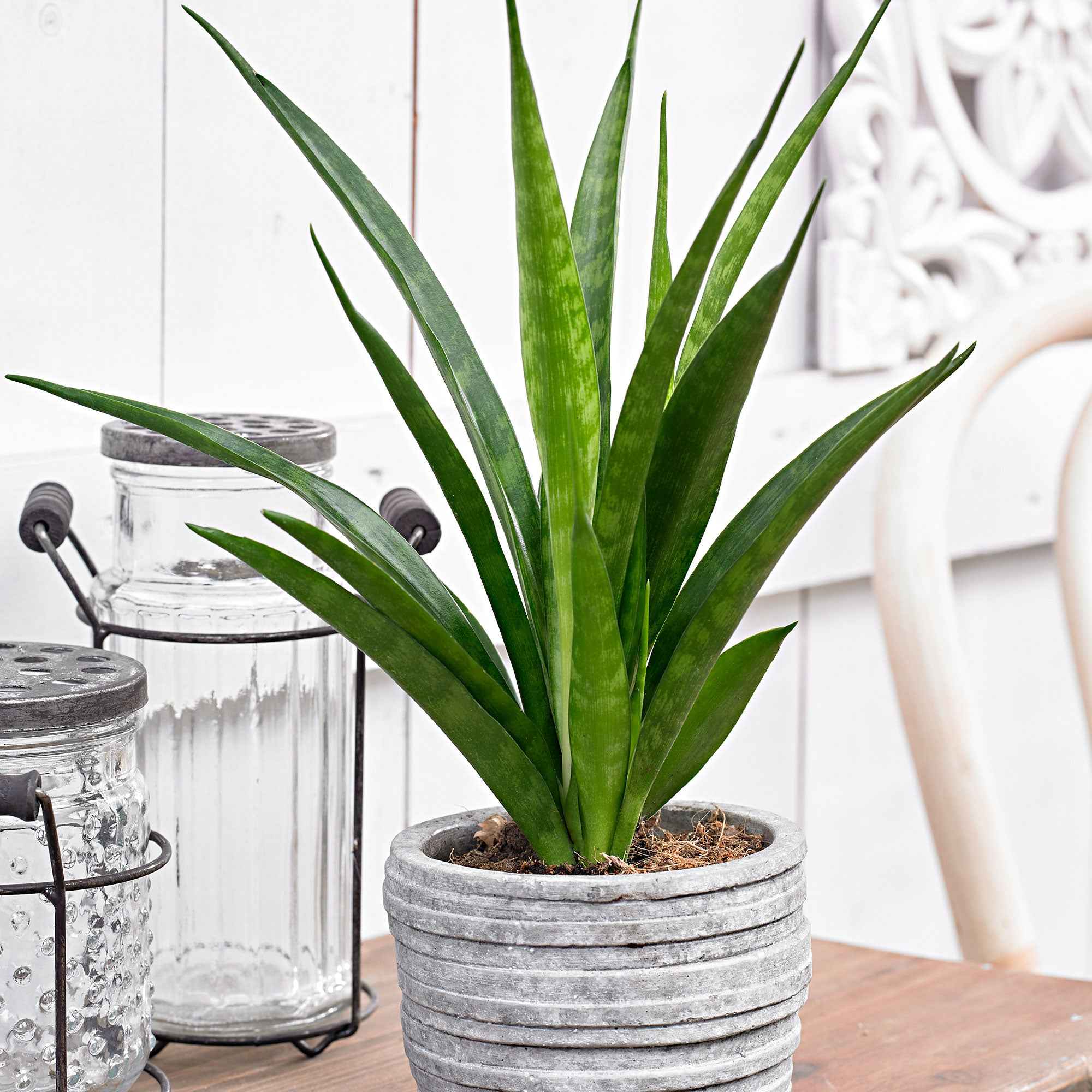 Bogenhanf 'Friends' - Sansevieria kirkii friends