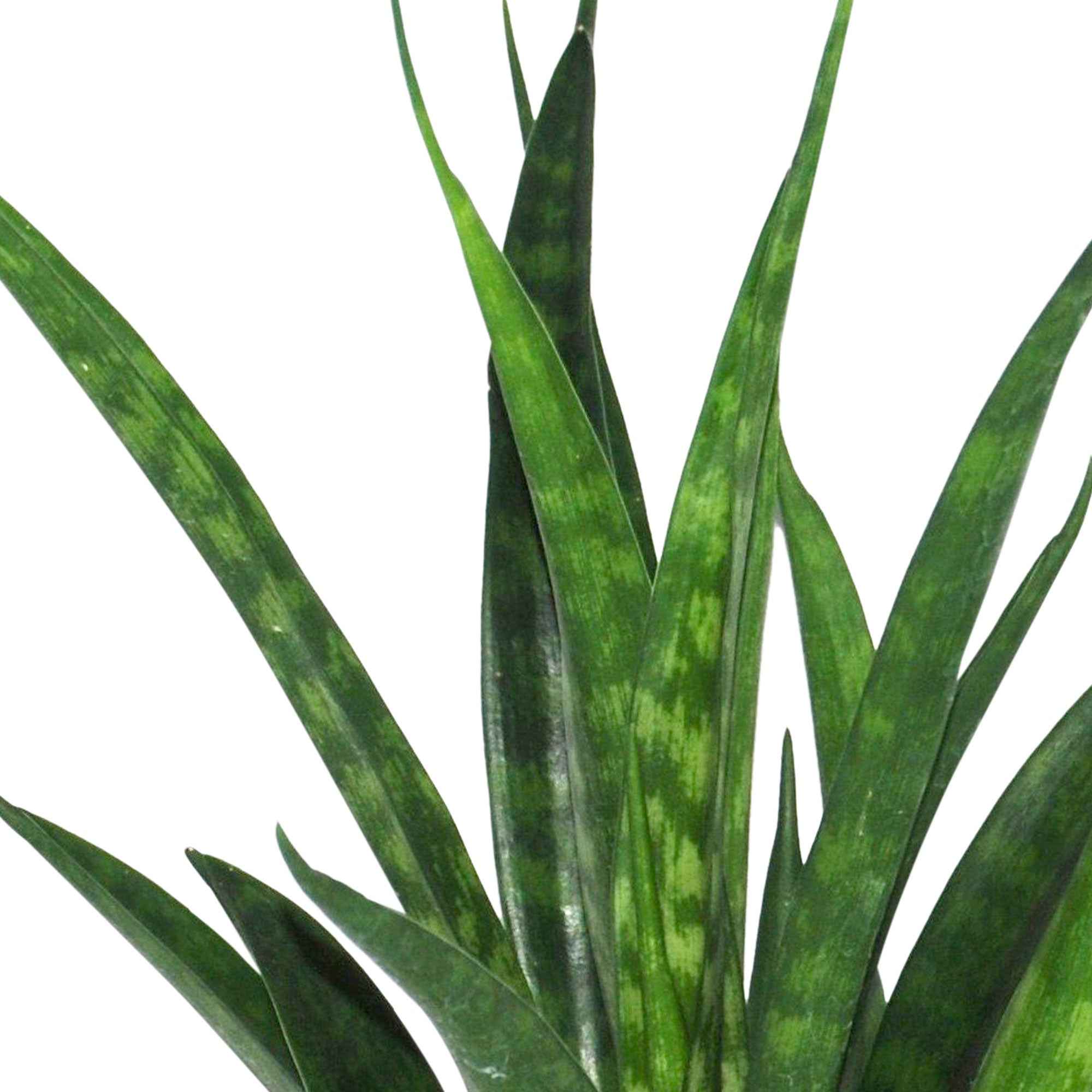 Bogenhanf 'Friends' - Sansevieria kirkii friends
