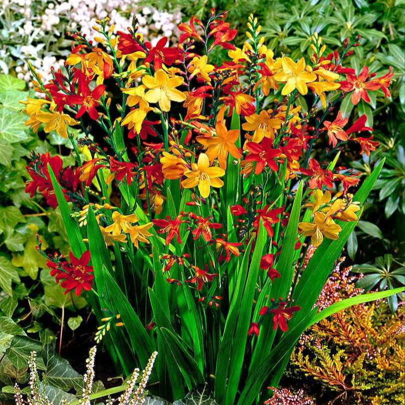 Montbretien Mischung (x30) - Crocosmia - Bakker