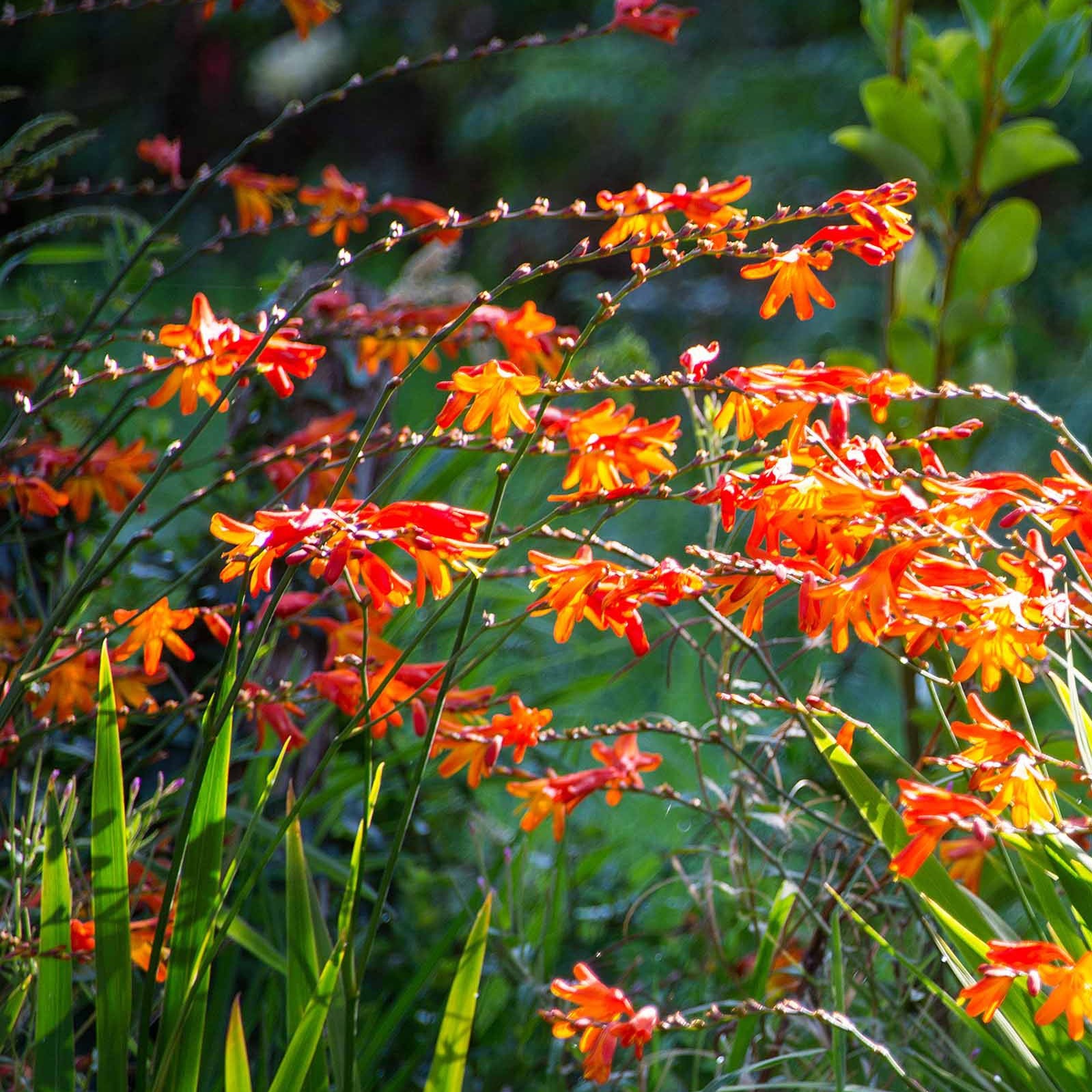 Crocosmia - Montbretien Mischung (x30) - Zwiebelmix