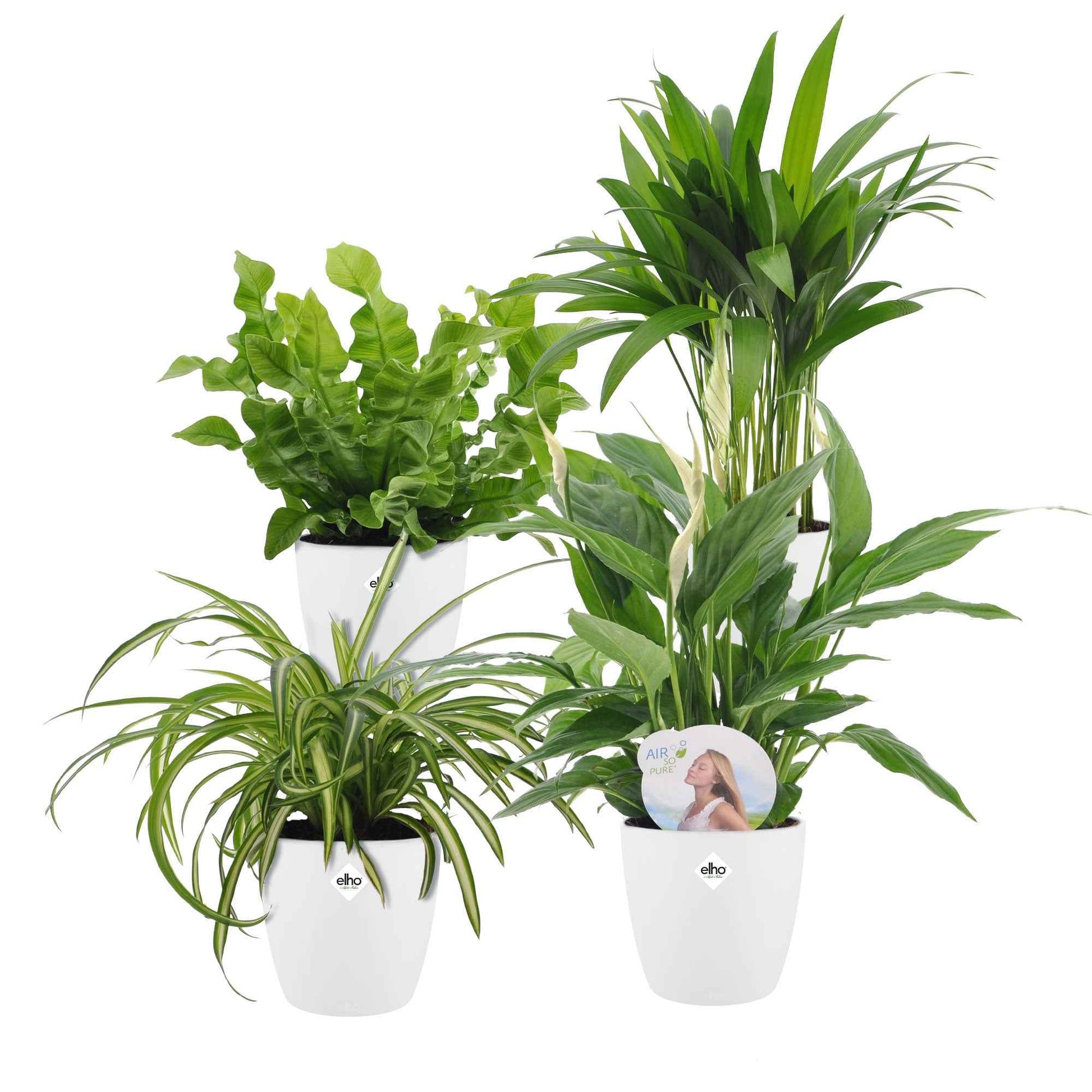 Luftreinigende Pflanzen Mischung inkl. Ziertöpfe, weiß (x4) - Dypsis, Chlorophytum, Asplenium, Spathiphyllum - Nach Sorten