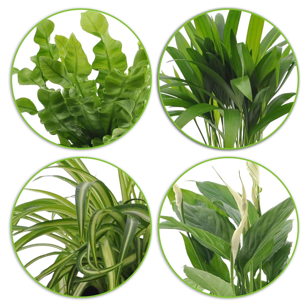 Dypsis, Chlorophytum, Asplenium, Spathiphyllum - Luftreinigende Zimmerpflanzen-Kollektion mit weißen Übertöpfen - Chlorophytum