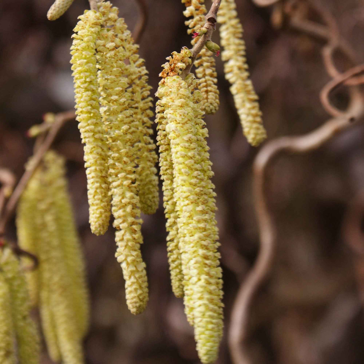 Verkauf Korkenzieherhasel 'Contorta' - Corylus avellana 'contorta'