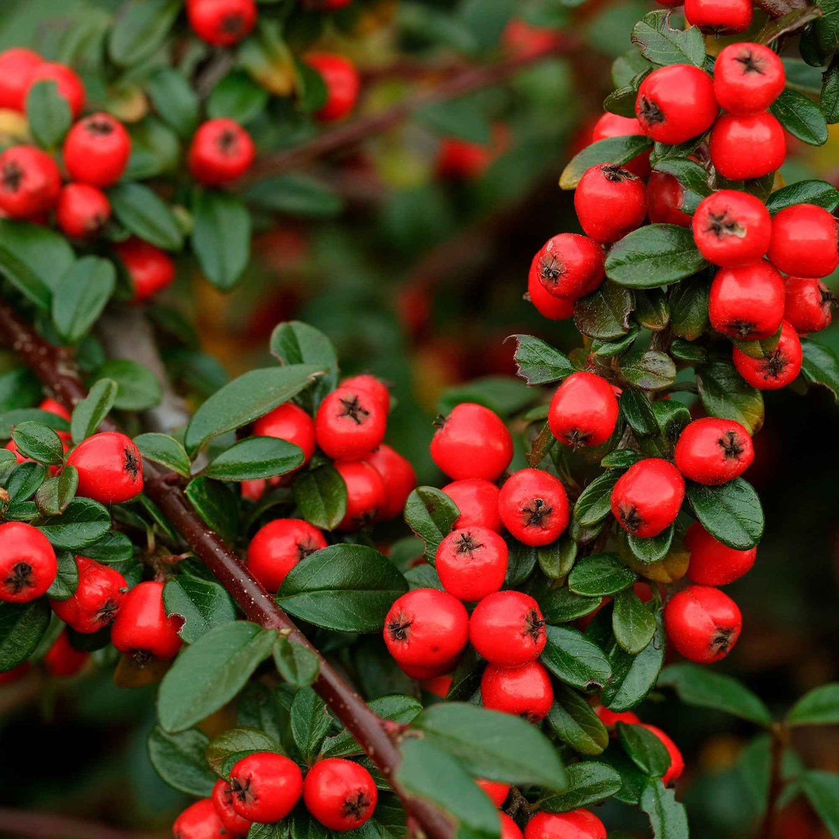 Blühende Sträucher - Zwergmispel 'Coral Beauty' - Cotoneaster suecicus Coral Beauty