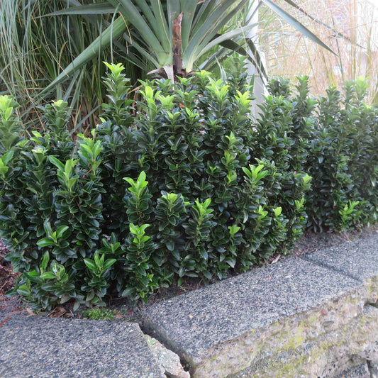 Japanischer Spindelstrauch 'Green Spire' - Bakker