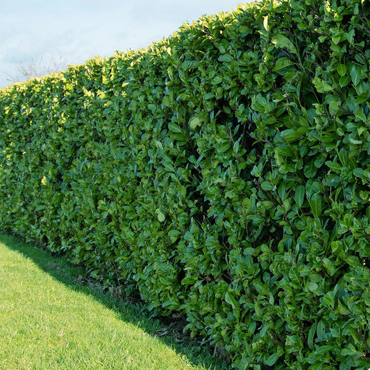 Lorbeerkirsche - Bakker