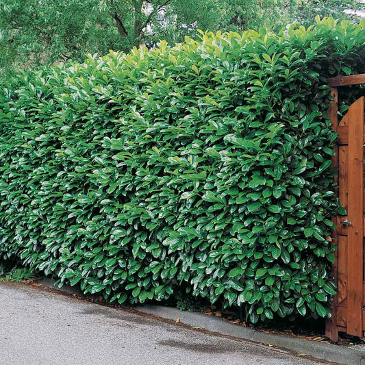 Lorbeerkirsche - Bakker