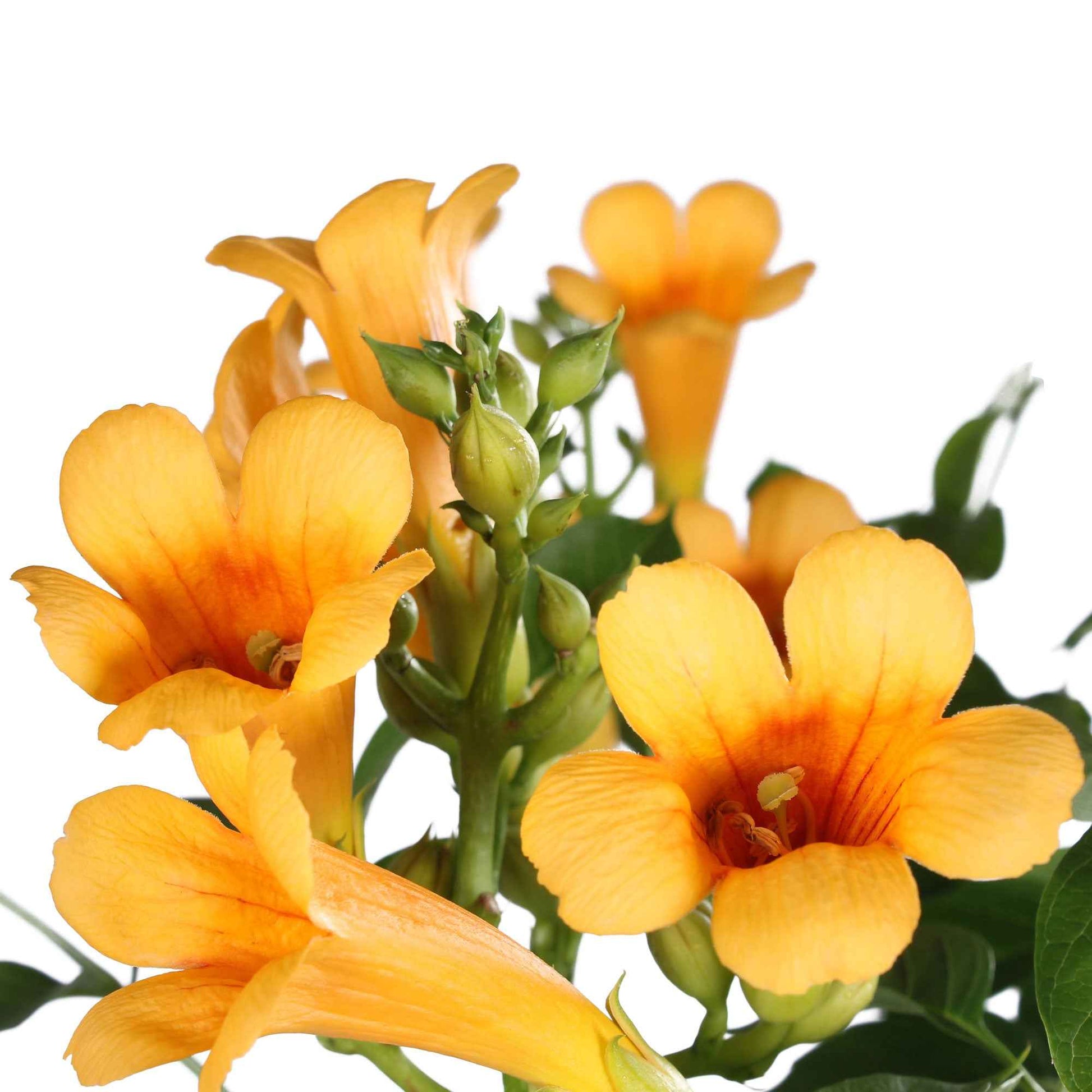 Trompetenblume 'Gold Trumpet' - Campsis radicans Yellow Trumpet - Bakker