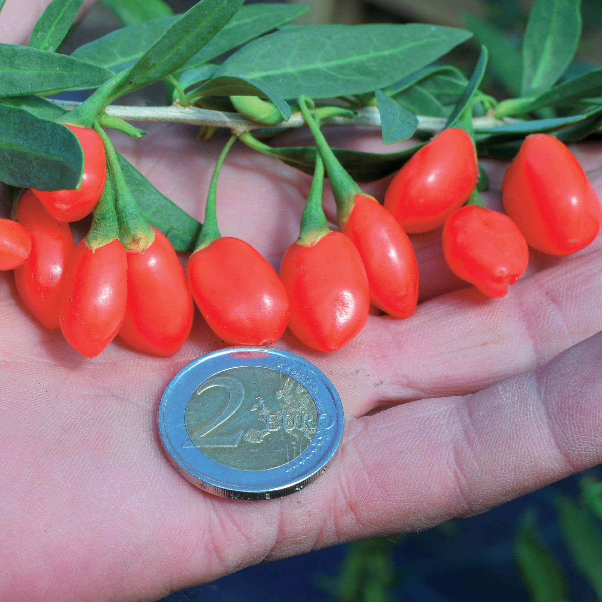 Goji-Beere 'Princess Tao' - Lycium barbarum princess tao ® 'fpw03' - Bakker