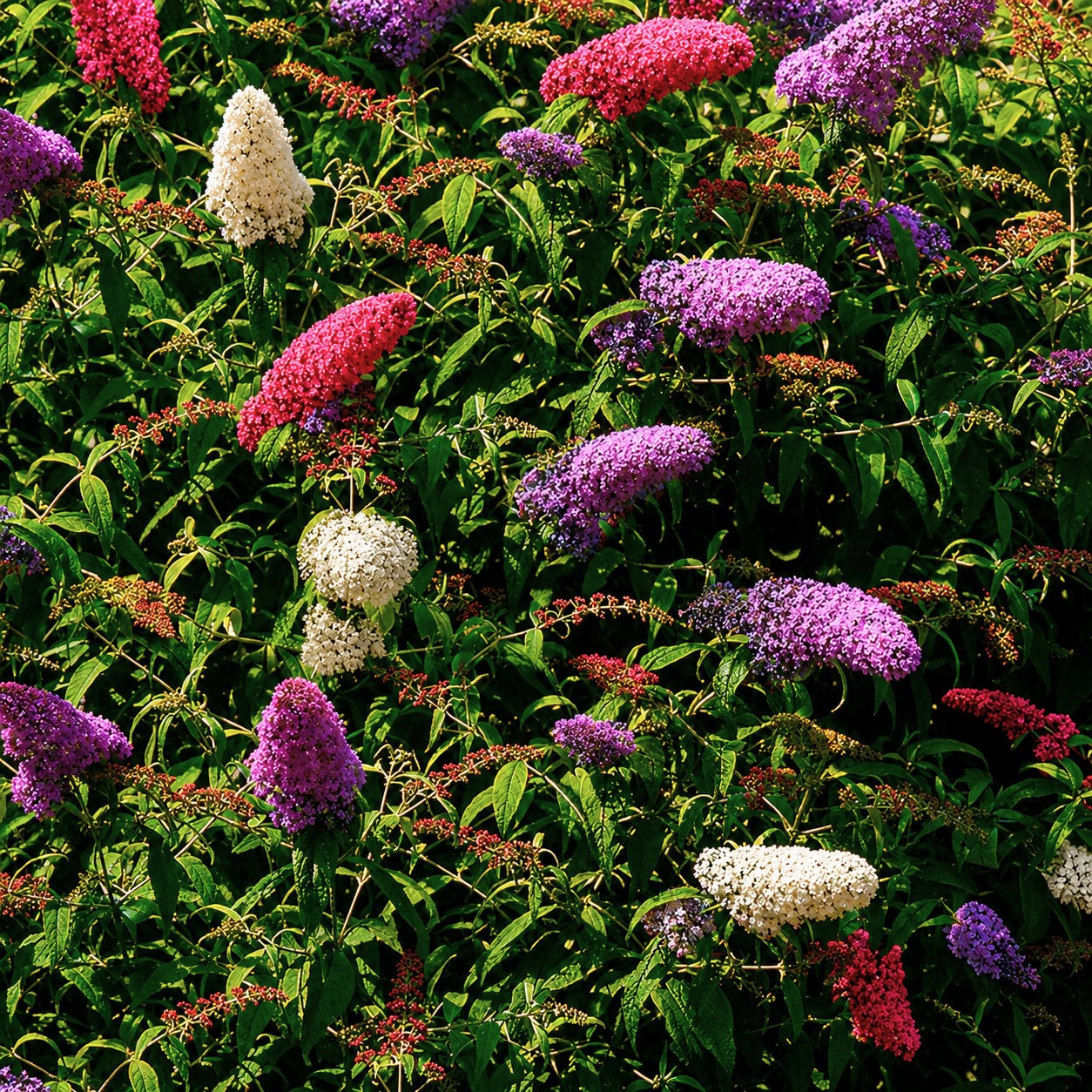 Schmetterlingsflieder 'Tricolor' bringt Sommerfarbe